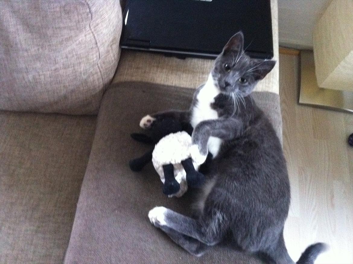 Huskat Jørgensen - Mig og mit øøh får ;) billede 3