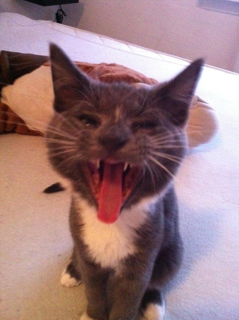 Huskat Jørgensen - Wazzup! :D billede 4