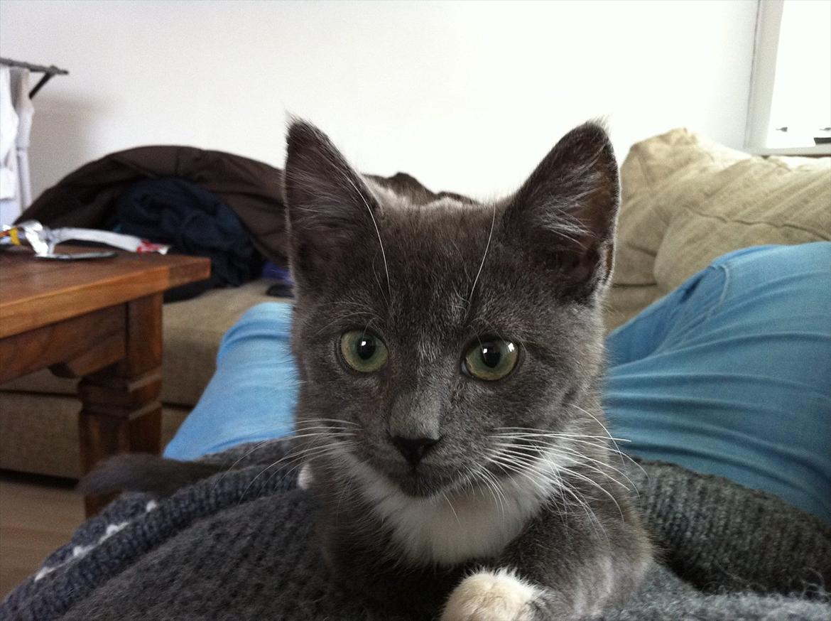 Huskat Jørgensen billede 5