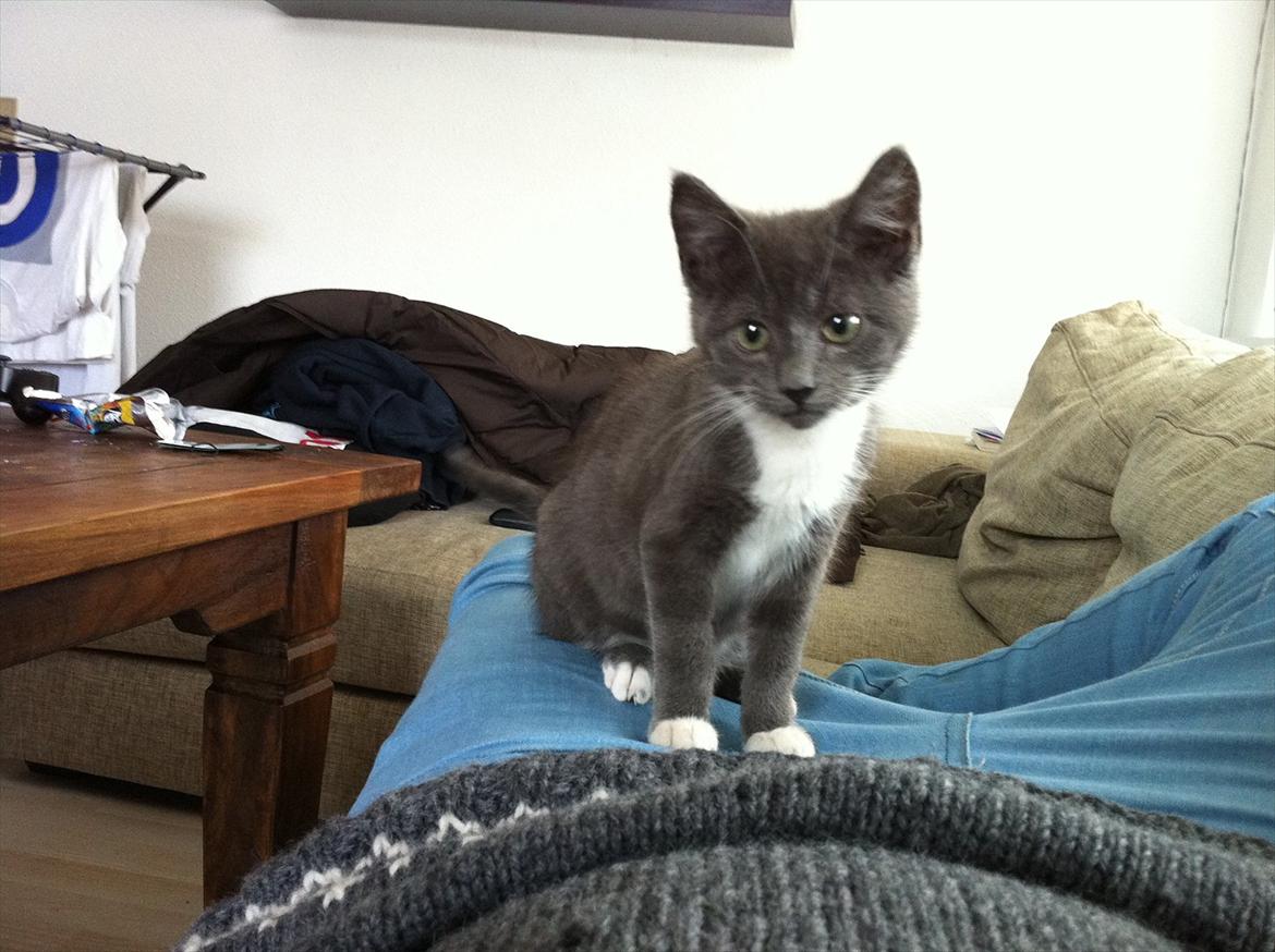 Huskat Jørgensen billede 6