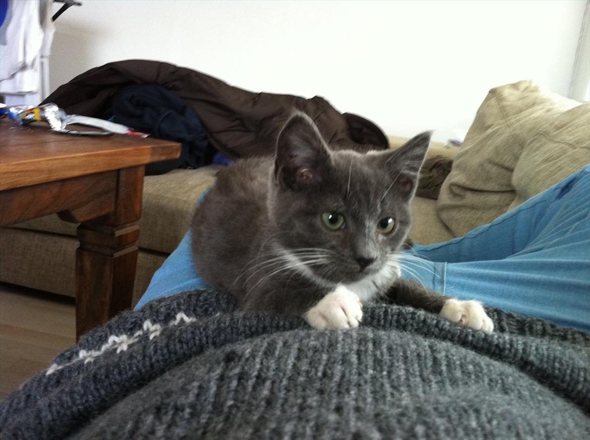 Huskat Jørgensen billede 7