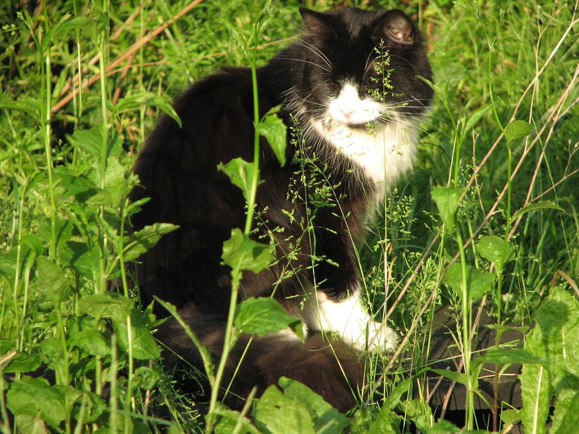 Blanding af racer Bobby billede 6