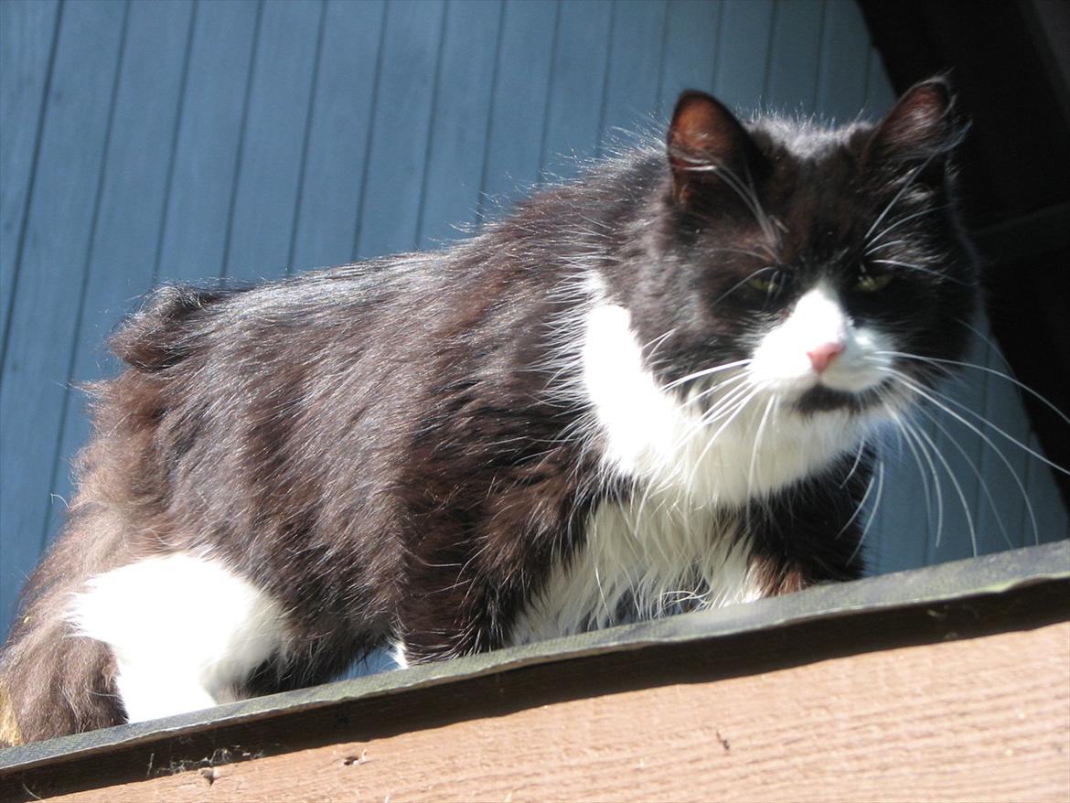 Blanding af racer Bobby billede 7