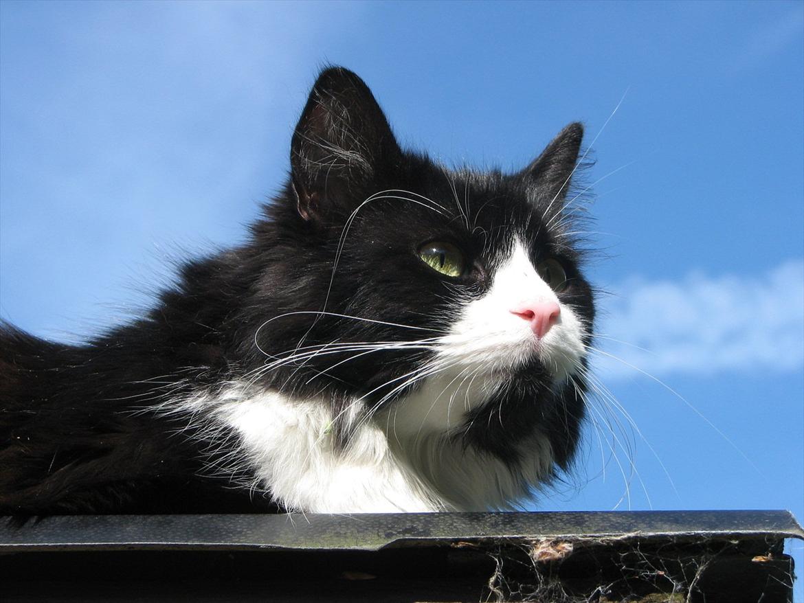 Blanding af racer Bobby billede 8