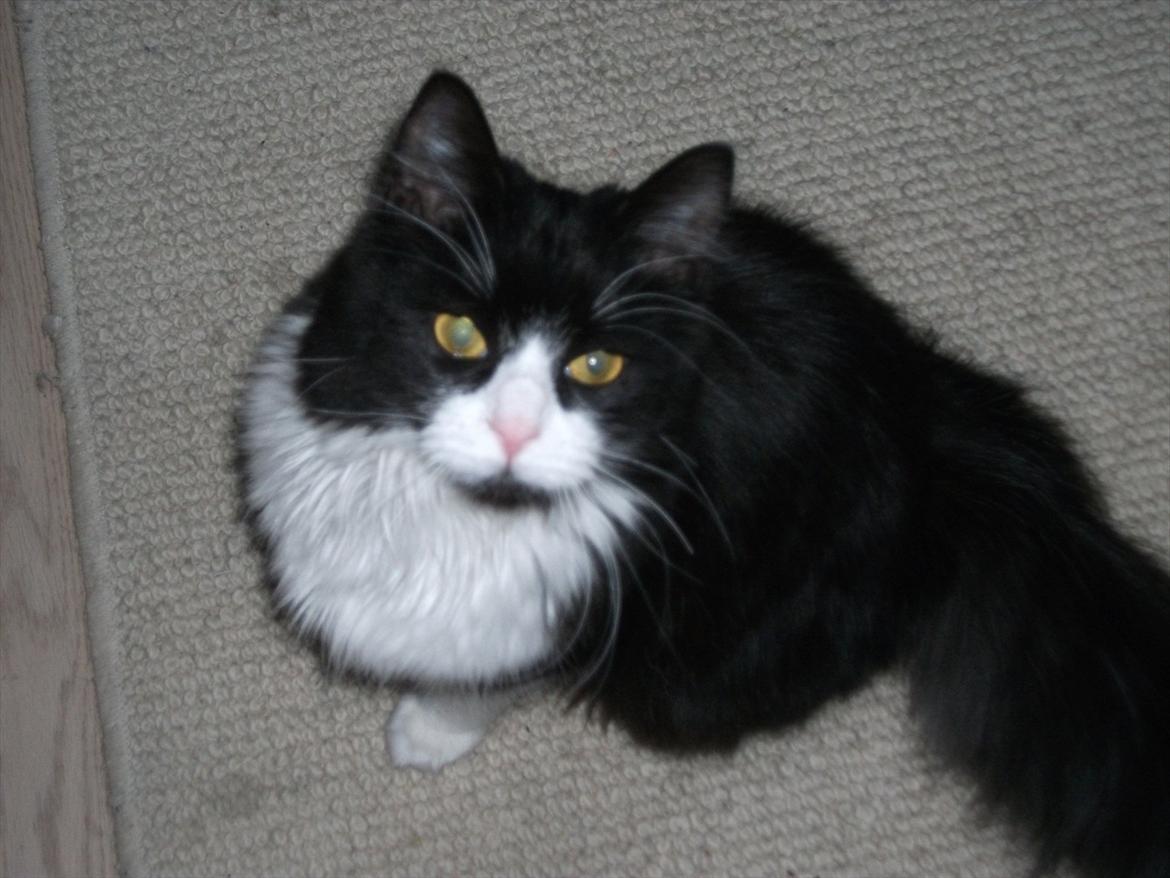 Blanding af racer Bobby billede 9