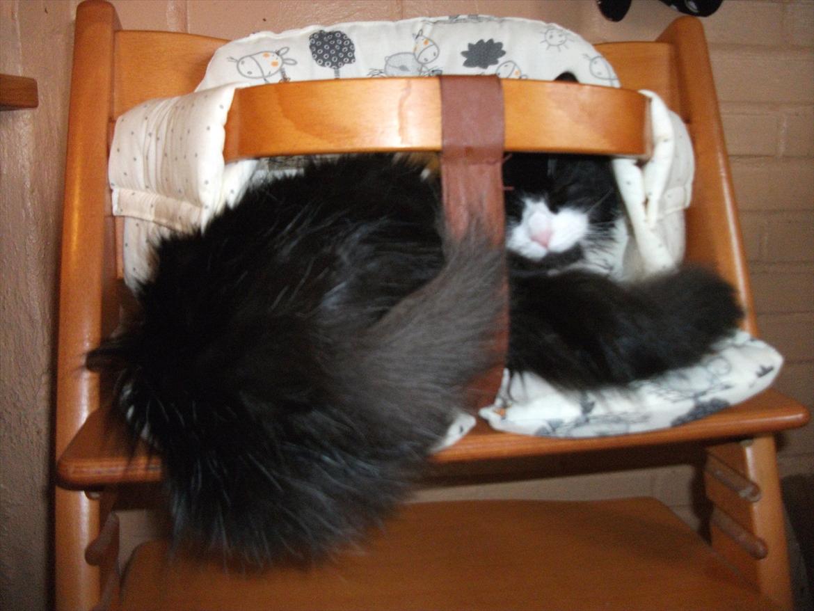 Blanding af racer Bobby billede 10