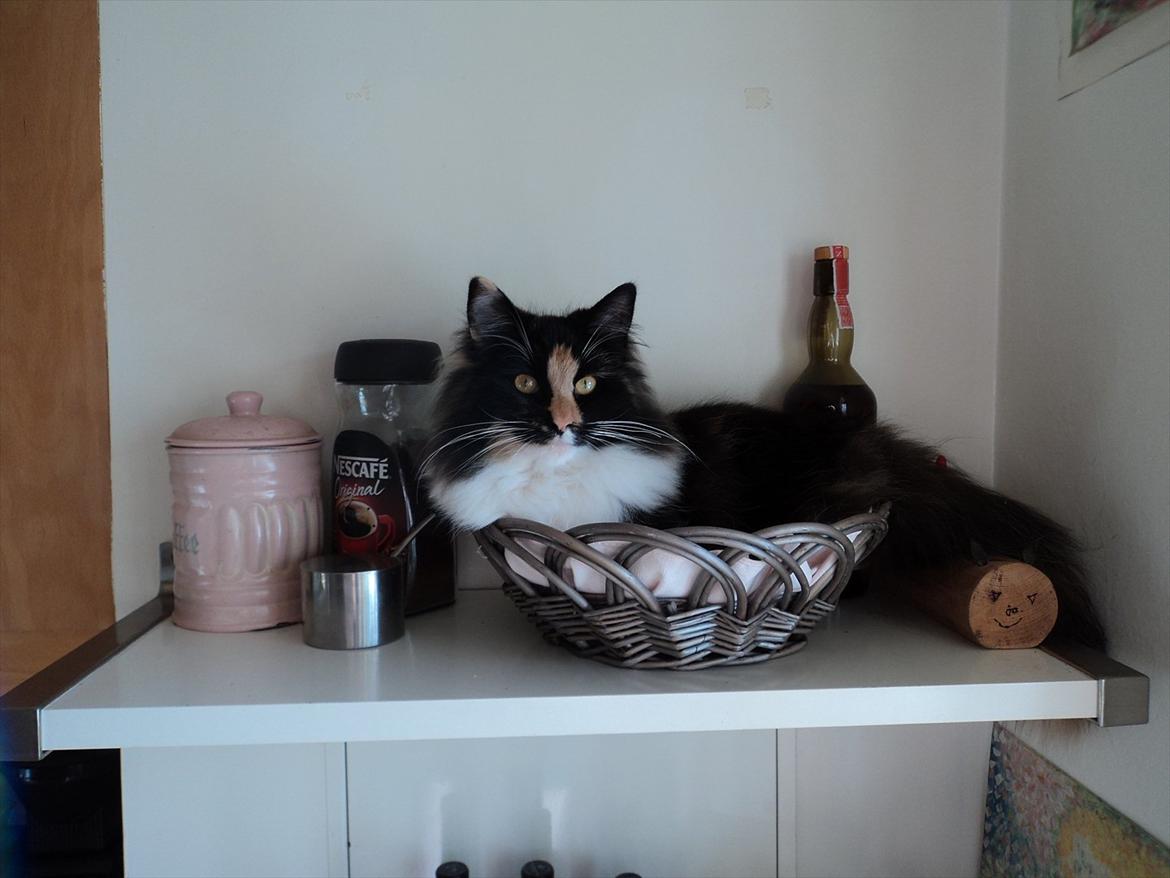 Norsk Skovkat Ødil - Her har hun plantet sig i brødkurven og mener bestemt ikke at det bør være et problem med hår i maden. billede 1