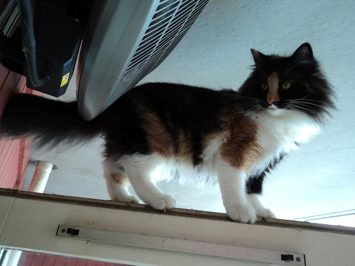 Norsk Skovkat Ødil - Står her på toppen af altandøren og ser lidt "mis-fornøjet" ud fordi vi tillader os at skubbe til den, når vi skal ud. billede 3