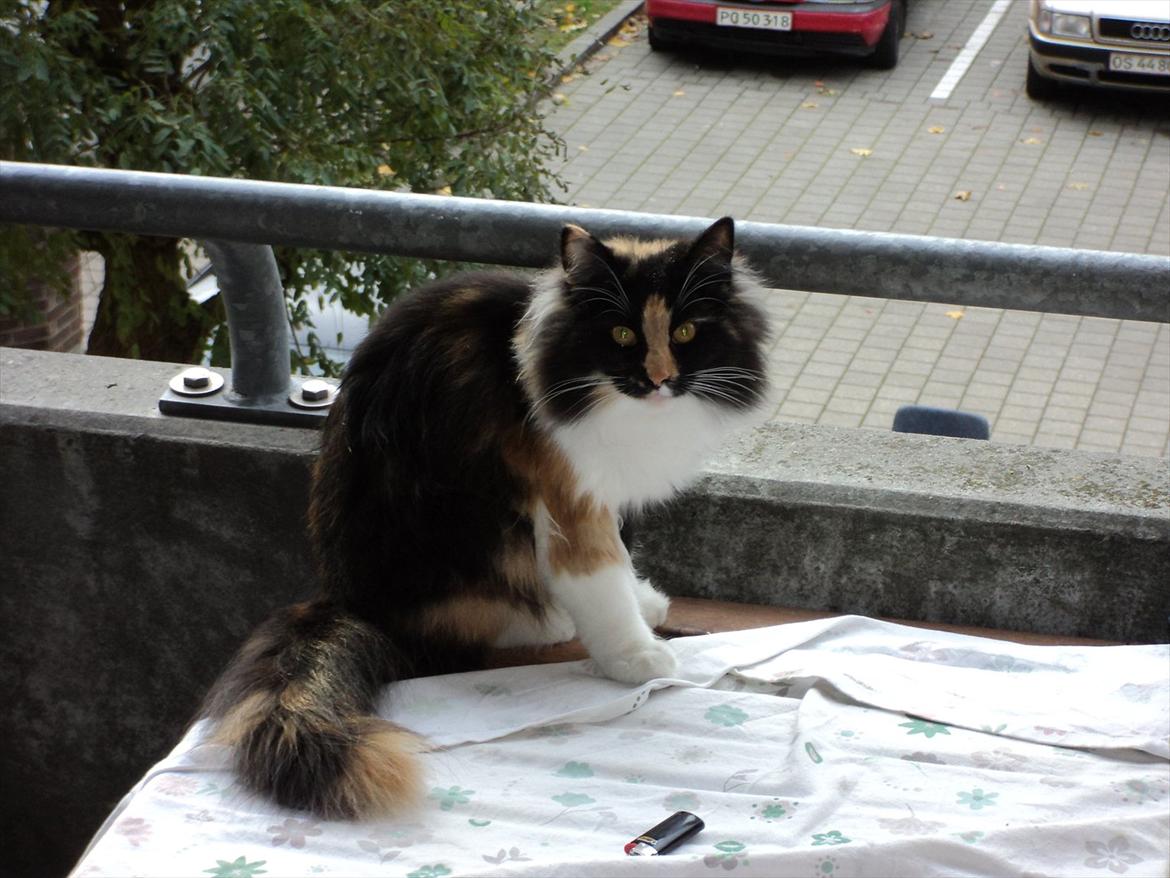 Norsk Skovkat Ødil - På altanbordet, hvor hun sidder og leger Dronningen af Nørrebro.  billede 4