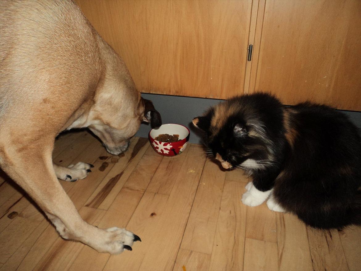 Norsk Skovkat Ødil - Hmm, det er også snyd at hundepigens mad har forskellige farver. billede 5