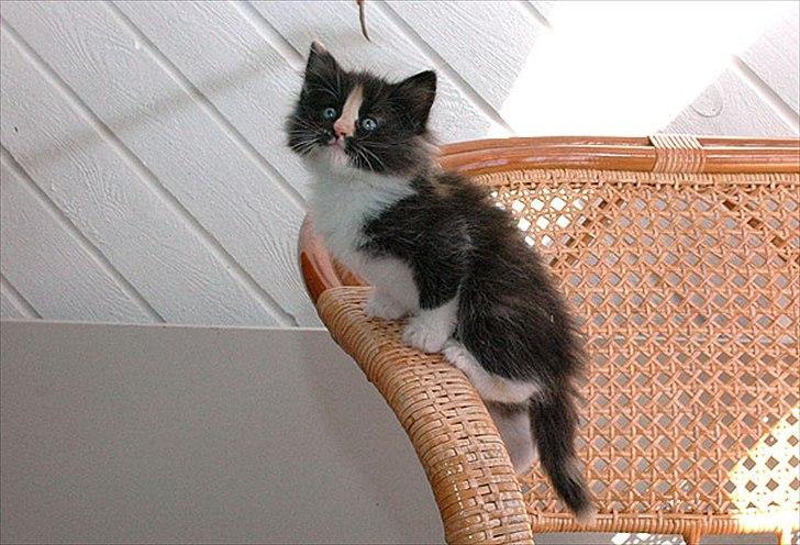 Norsk Skovkat Ødil - Her var hun meget lille og nuttet. billede 2