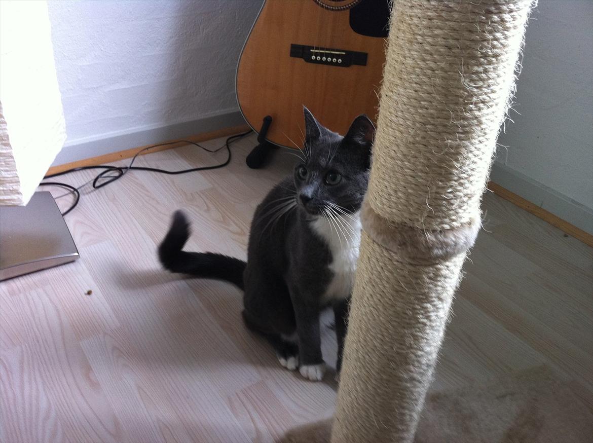 Huskat Jørgensen billede 8