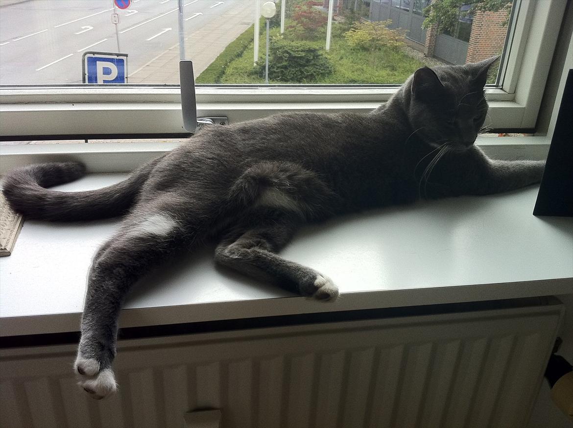 Huskat Jørgensen - Slasker! billede 9