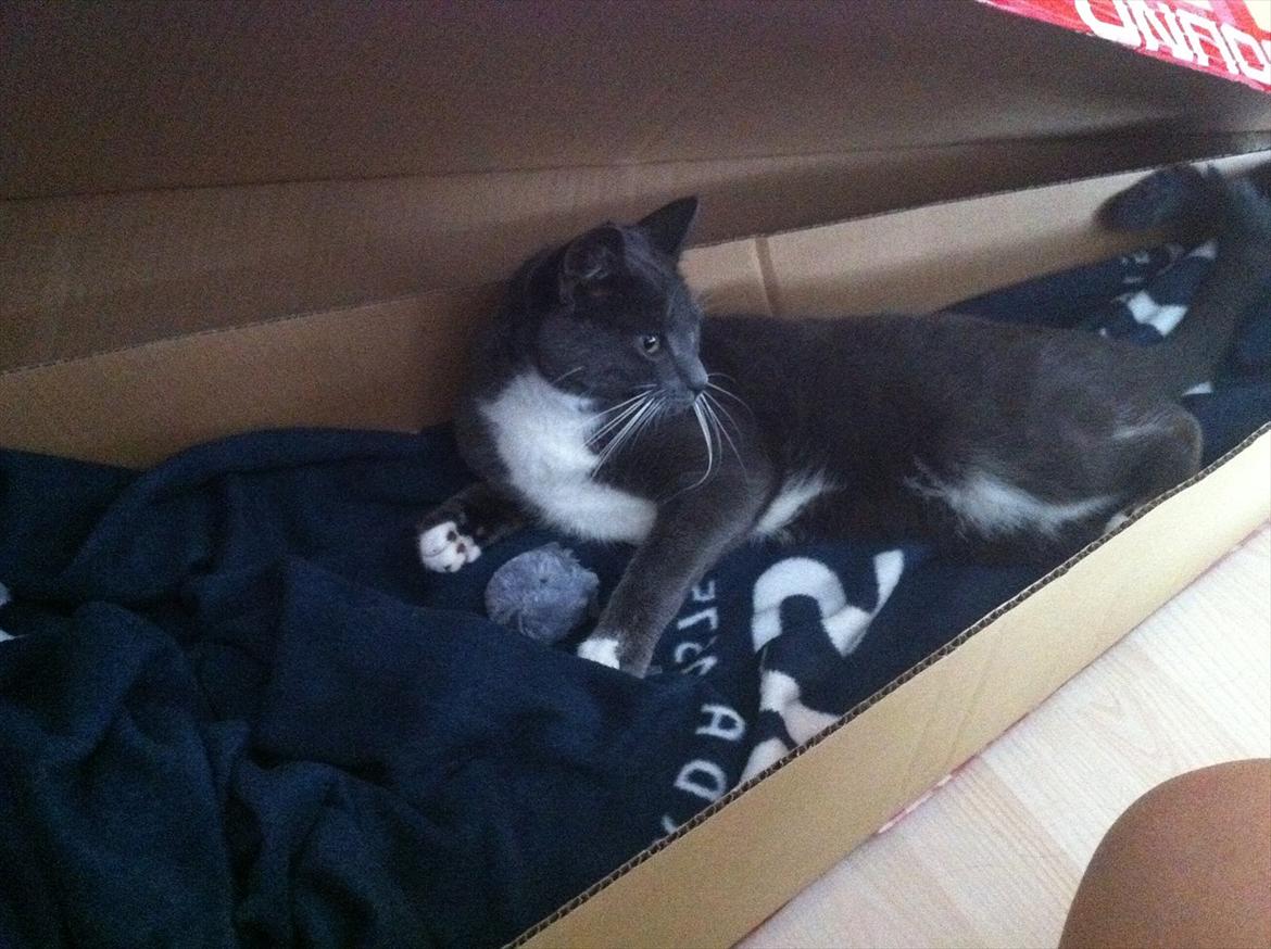 Huskat Jørgensen billede 10