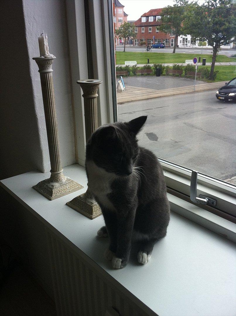 Huskat Jørgensen billede 11