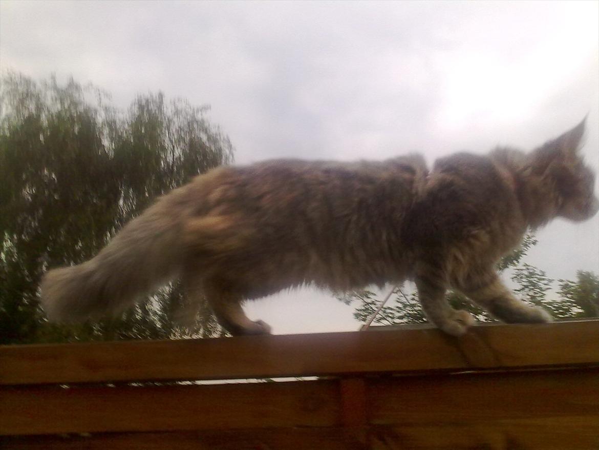 Maine Coon Baby billede 16