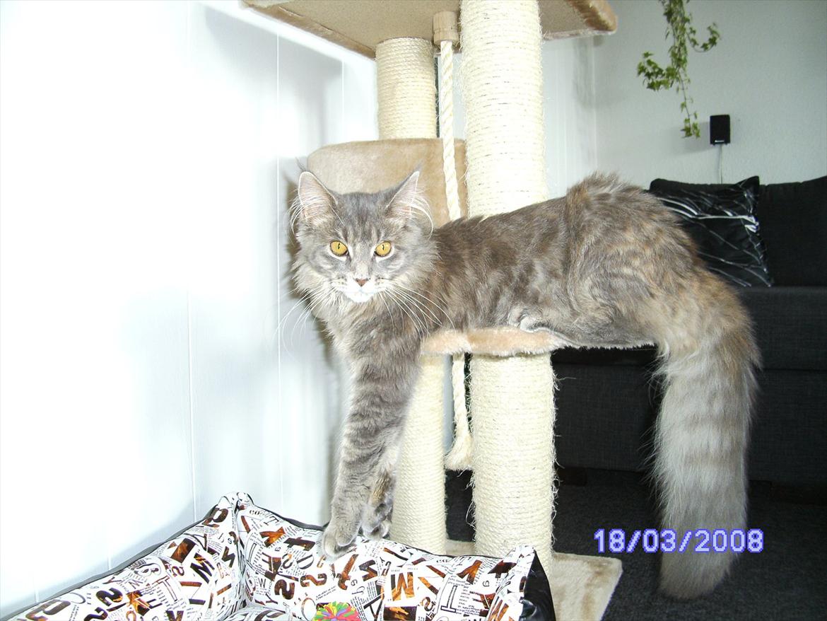 Maine Coon Baby billede 17