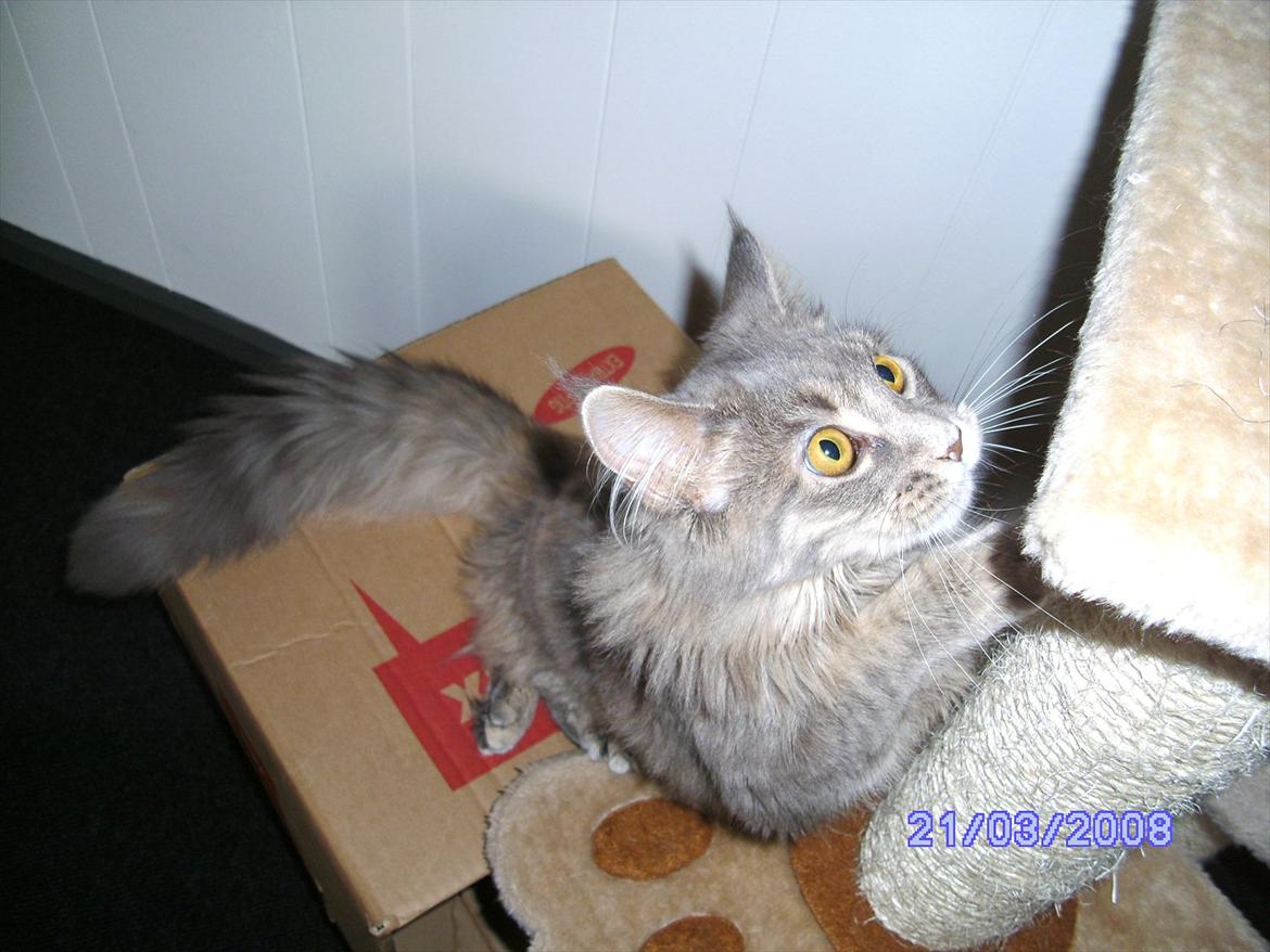 Maine Coon Baby billede 18