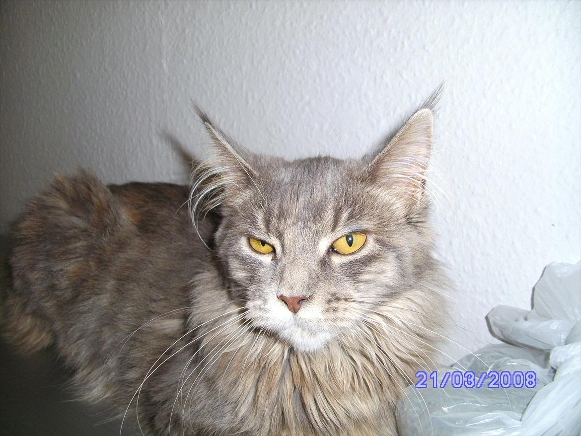 Maine Coon Baby billede 19