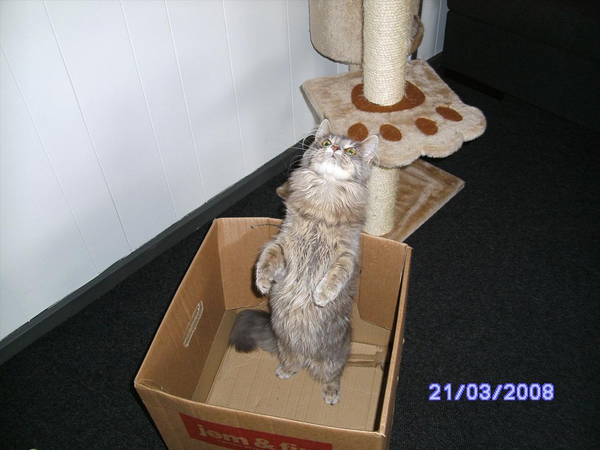 Maine Coon Baby billede 20