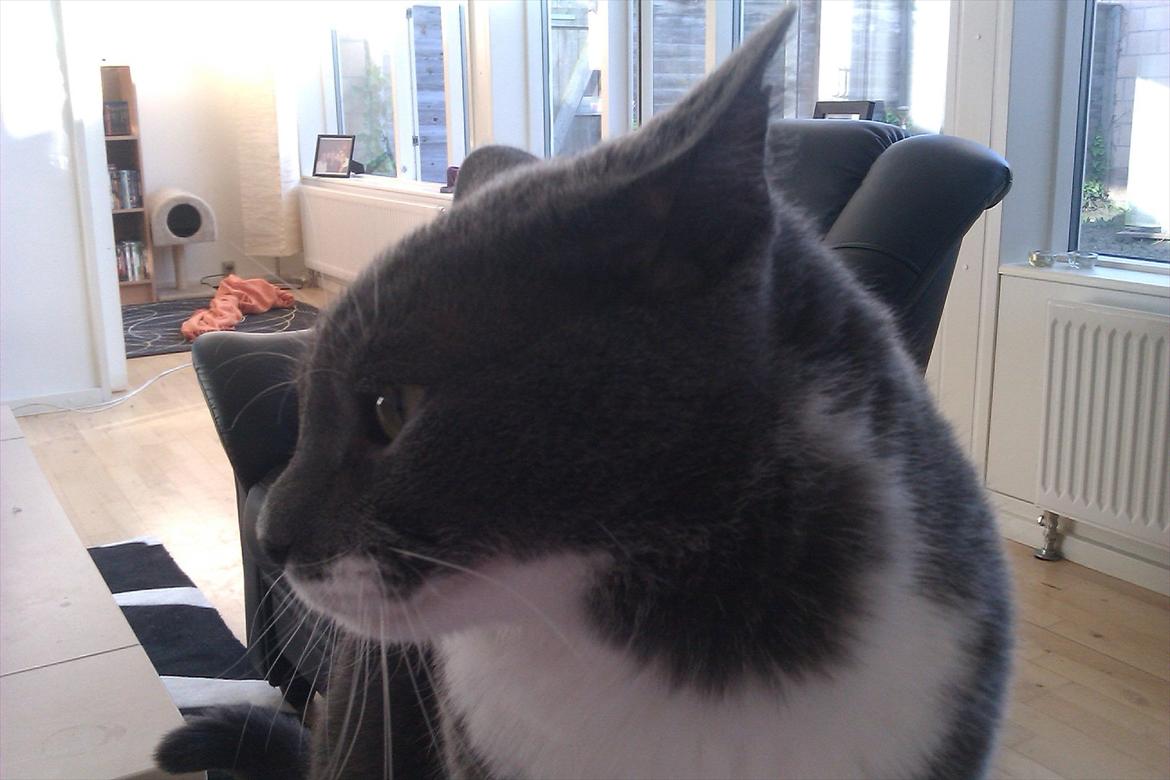 Huskat Pjevs aka. Mivse billede 13