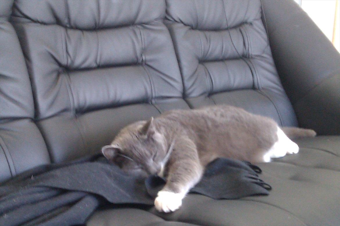 Huskat Pjevs aka. Mivse billede 15