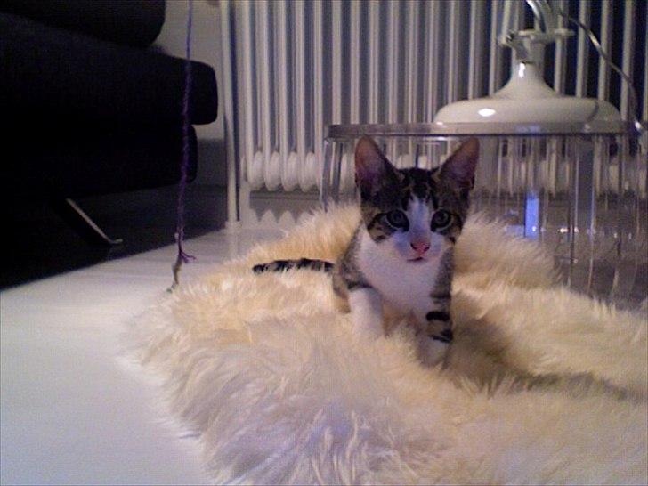 Blanding af racer Bo - Bosse, lige kommet hjem til os billede 1