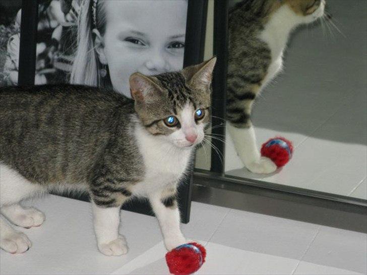 Blanding af racer Bo - Smukke Bo billede 2