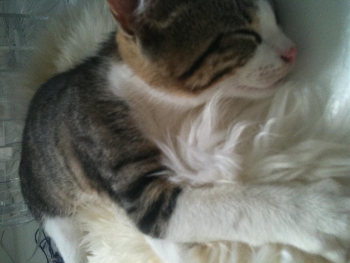 Blanding af racer Bo - Zzz... Bosse sover - Godnat :-)) billede 3