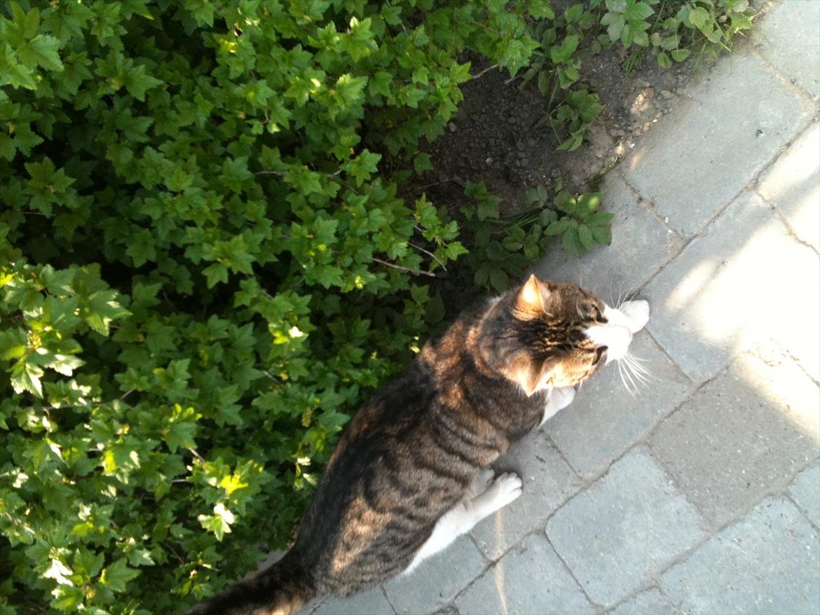 Blanding af racer Bo - Ude i haven :) billede 4