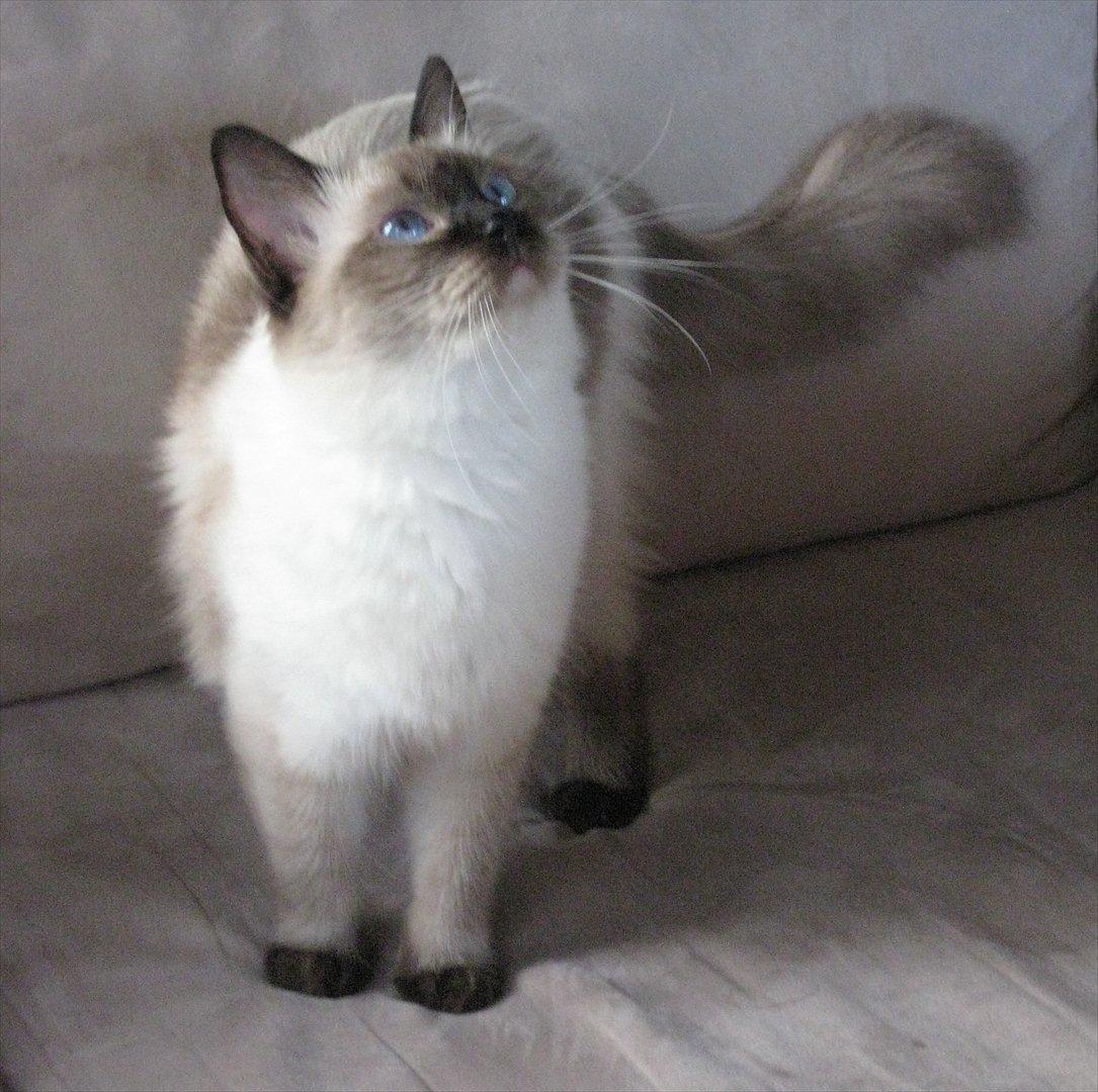 Ragdoll DK Big Bang Rainbow Ippa - DK Big Bang Rainbow Ippa (Rag n) billede 2