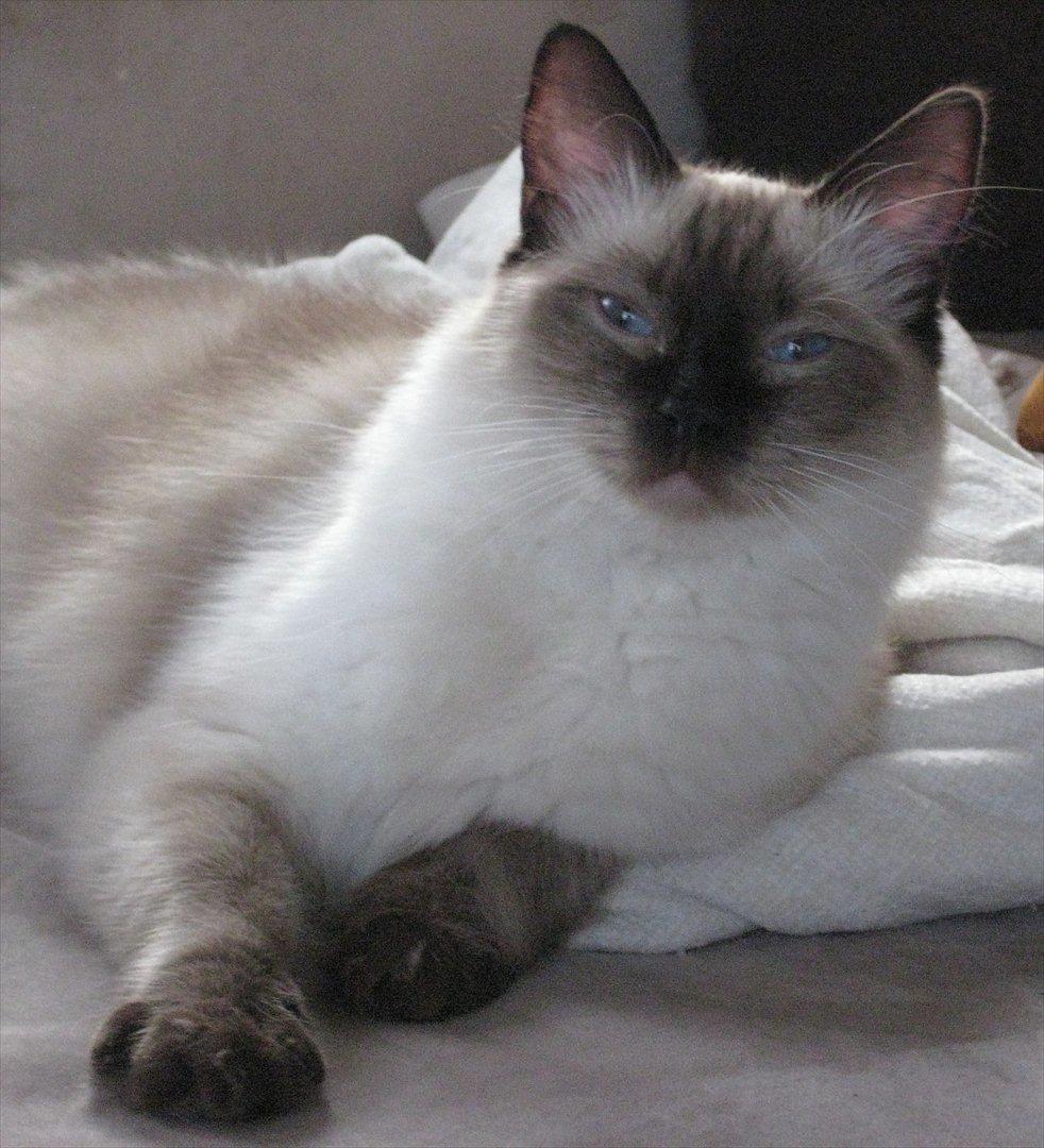 Ragdoll DK Big Bang Rainbow Ippa - Ippa hygger i sofaen billede 3