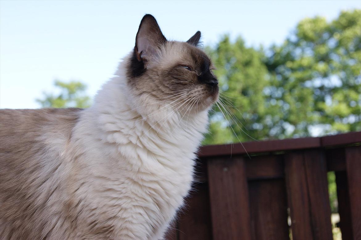 Ragdoll DK Big Bang Rainbow Ippa - Ippa på terassen billede 4