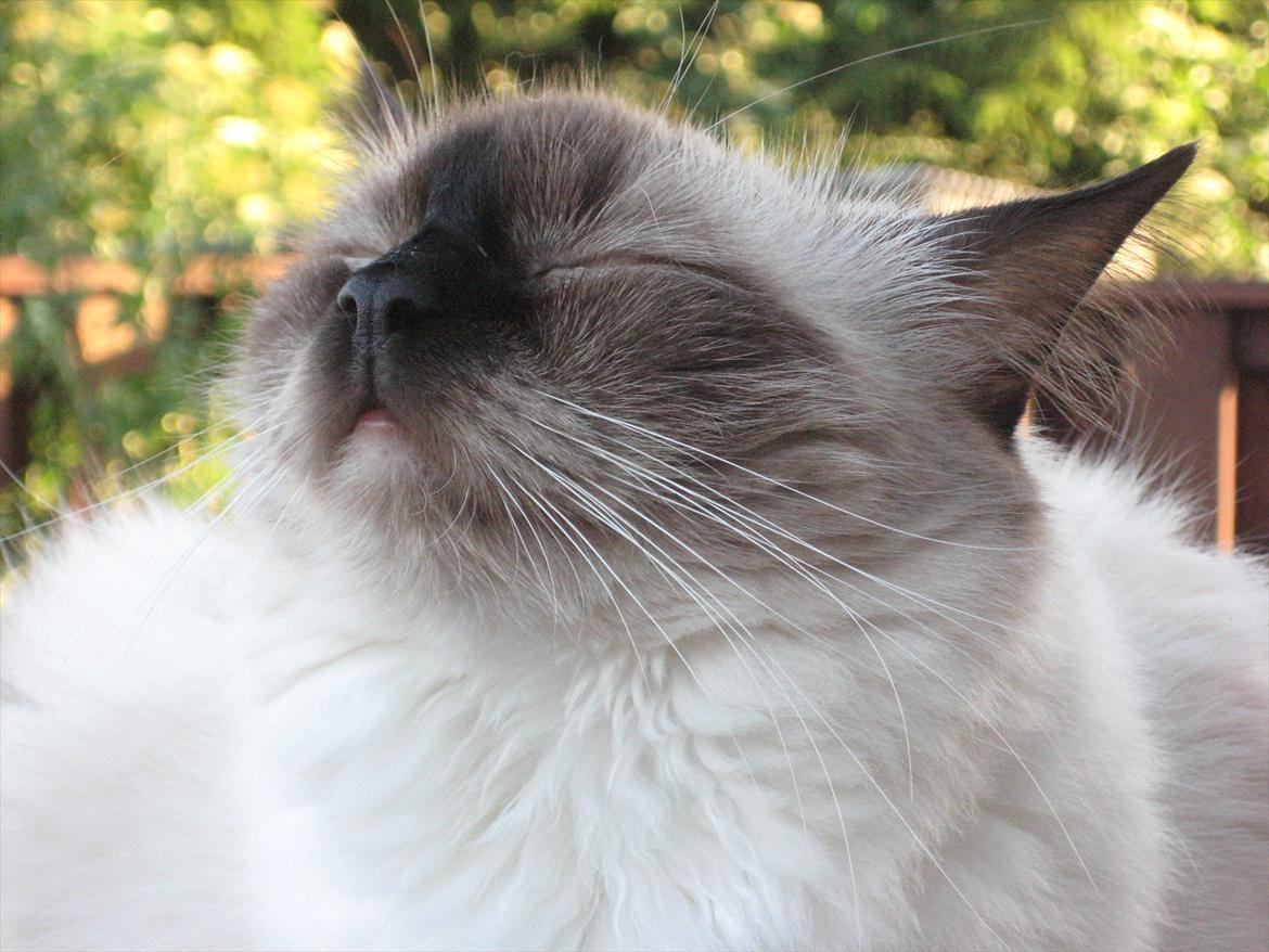 Ragdoll DK Big Bang Rainbow Ippa - Hmmmmm der er noget der dufter godt billede 5