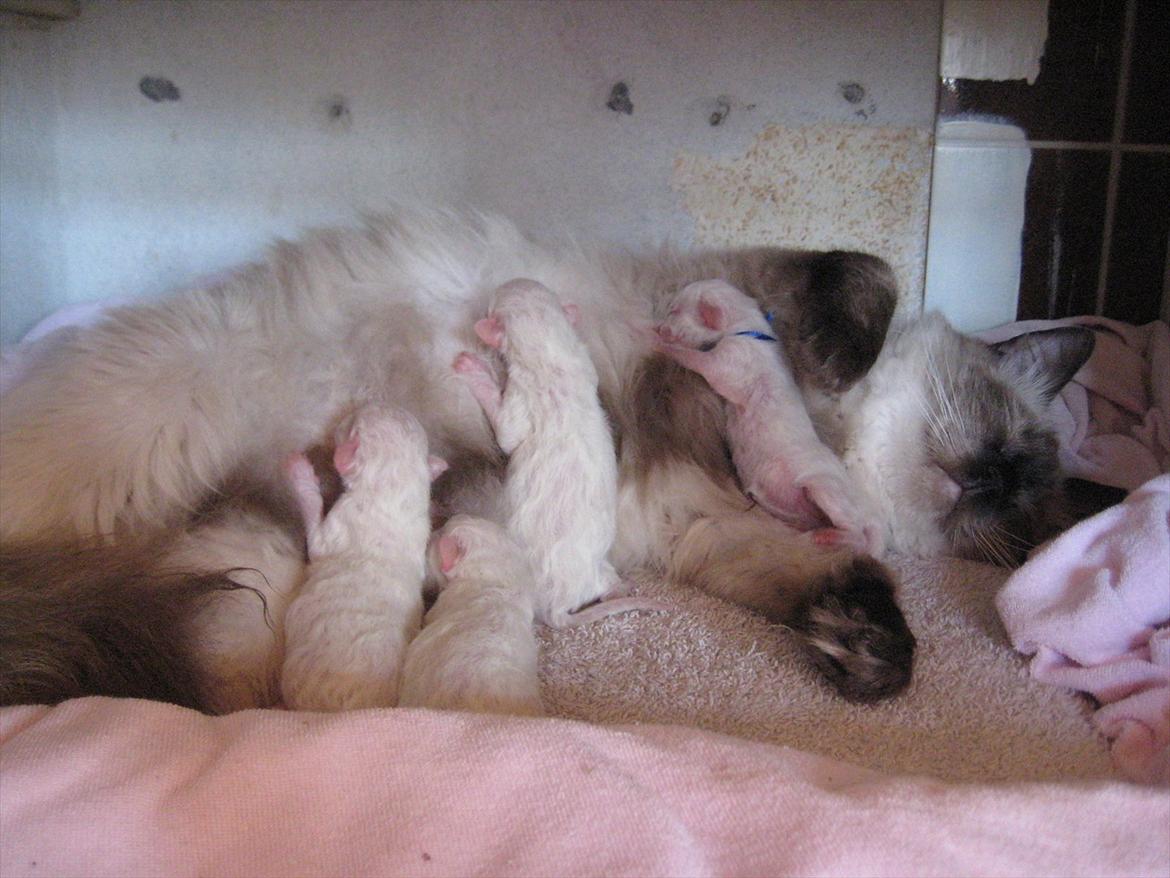 Ragdoll DK Big Bang Rainbow Ippa - Ippa med hendes første kuld juli 2011 billede 6