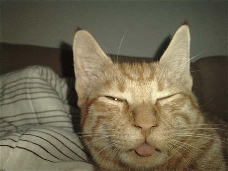 Blanding af racer Hannibal billede 1