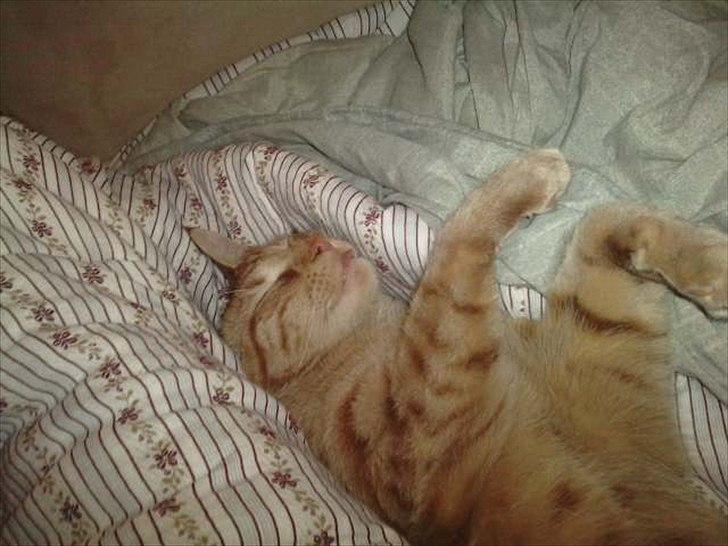 Blanding af racer Hannibal billede 2