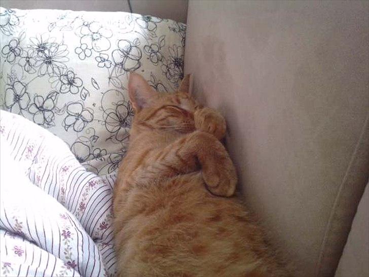 Blanding af racer Hannibal billede 3