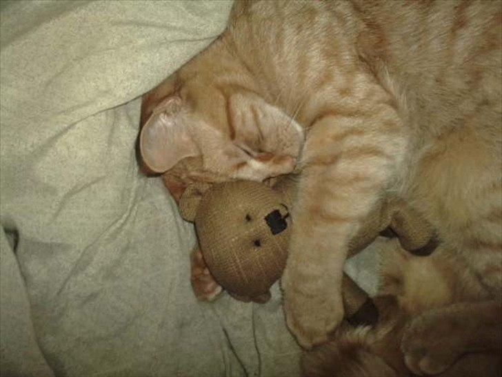 Blanding af racer Hannibal billede 4