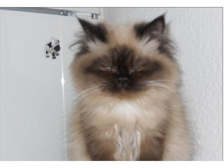 Colorpoint pusle billede 1