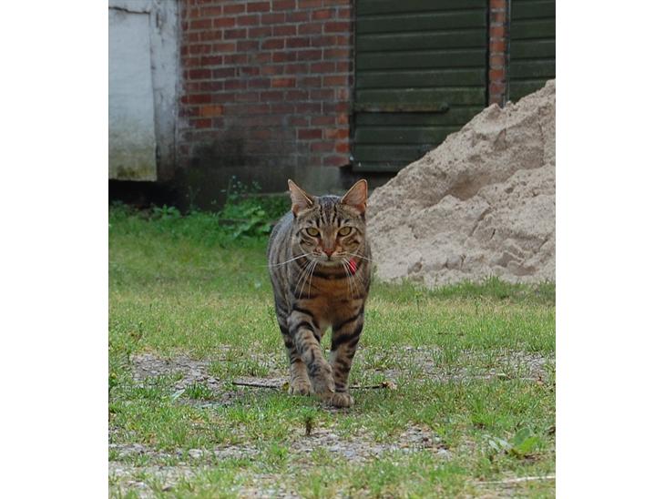 {{currentPhoto.altText}} billede {{currentPhoto.number}}