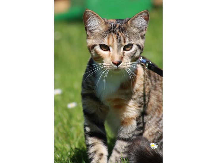 {{currentPhoto.altText}} billede {{currentPhoto.number}}