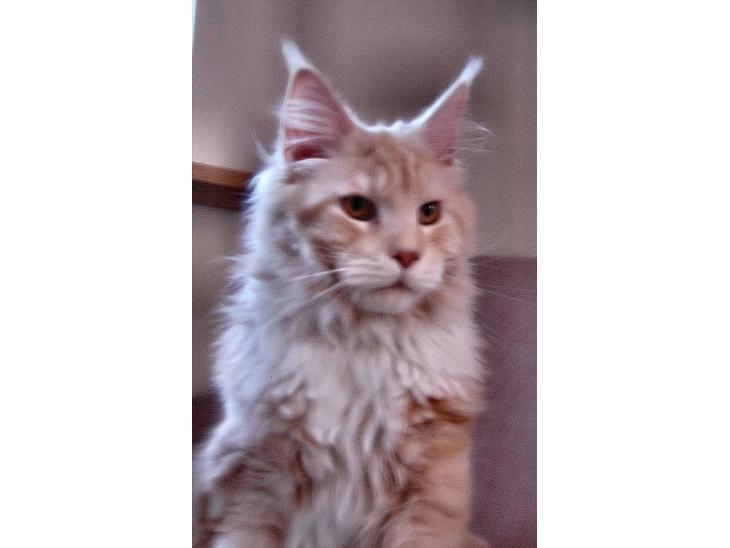Maine Coon FireBoy billede 1