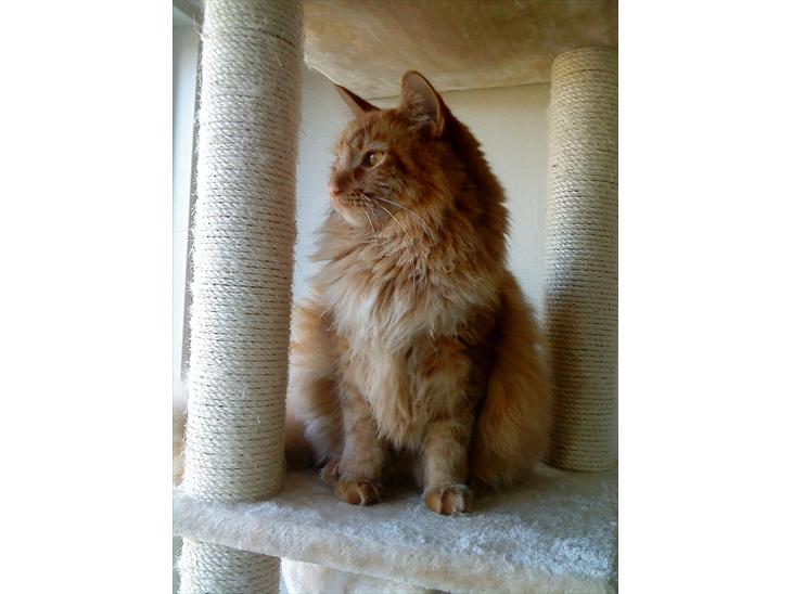 Maine Coon Joe the Bandit (Bandit) billede 1
