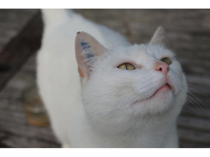 Huskat Perle billede 1