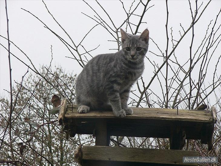 {{currentPhoto.altText}} billede {{currentPhoto.number}}