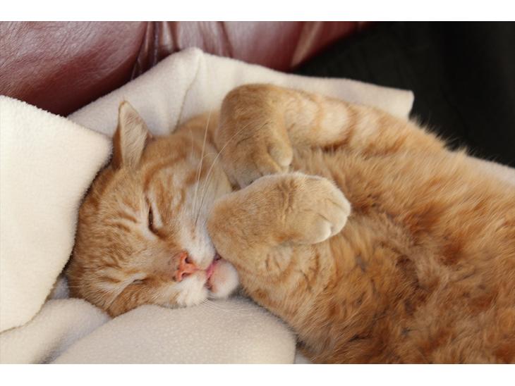 Huskat Simba <3 Sov sødt mindreng<3 - Velkommen til Simba´s profil. Læg gerne en kommentar og/eller bedømmelse<3 :D
Min lille mis der sover sødt<3 ;b billede 1