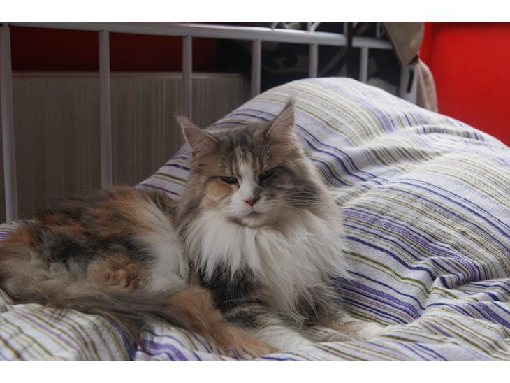 Maine Coon Choko - her putter vi i sengen billede 1