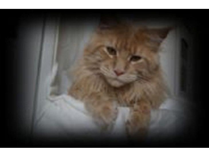 Maine Coon Bailey billede 1