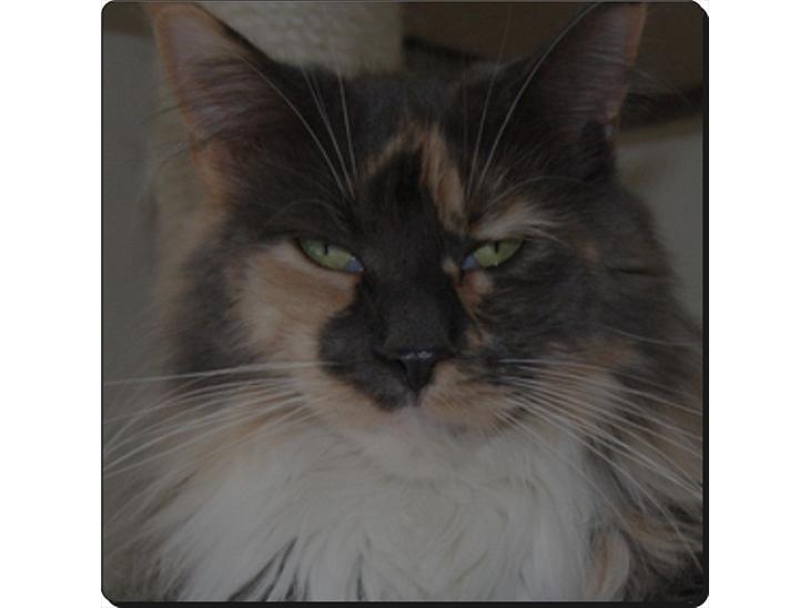 Maine Coon Coffee billede 1